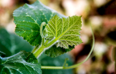 hairy trunk of a pumpkin plant