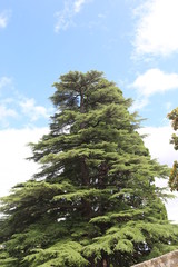 Árbol