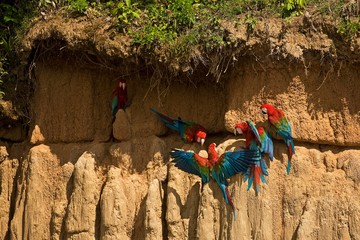Red-and-Green Macaw, ara chloroptera, Group eating Clay, Cliff at Manu Reserve in Peru © slowmotiongli