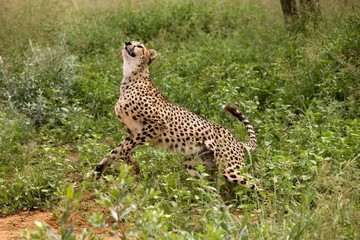 Cheetah, acinonyx jubatus, Namibia