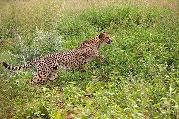 Cheetah, acinonyx jubatus, Running, Namibia