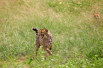 Cheetah, acinonyx jubatus, Snarling, Namibie