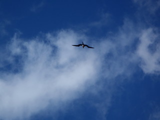 Fototapeta na wymiar Hawaiian Seabird