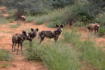 Obraz na płótnie Canvas African Wild Dog, lycaon pictus, Namibia