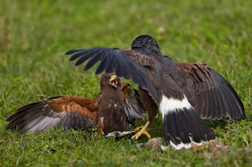 Harris Hawk, parabuteo unicinctus, in Defensive Posture on a Kill