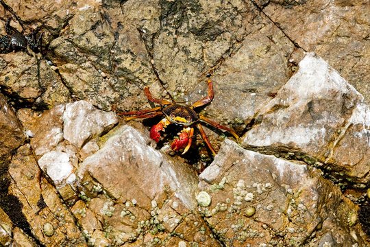 Sally Lightfoot Crab, grapsus grapsus, Ballestas Islands in Paracas Reserve in Peru