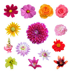 Different flowers set on white background