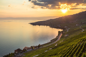 Vineyards in Lavaux region, Switzerland