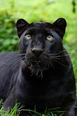 Naklejka na ściany i meble Black Panther, panthera pardus, Portrait of Adult