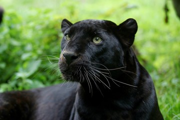 Naklejka na ściany i meble Black Panther, panthera pardus, Portrait of Adult