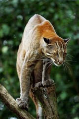 Asian Golden Cat or Temmink's Cat, catopuma temmincki, Adult