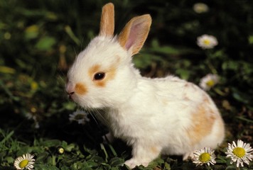 Dwarf Rabbit With Flowers