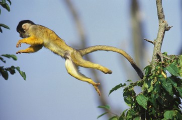 Squirrel Monkey, saimiri sciureus, Adult leaping