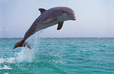 Bottlenose Dolphin, tursiops truncatus, Adult Leaping