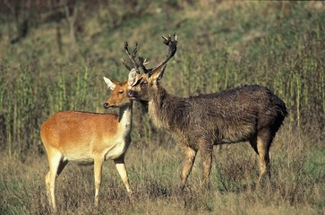 Naklejka na ściany i meble Barasingha Deer or Swamp Deer, cervus duvauceli, Pair