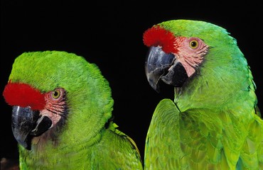 Military Macaw, ara militaris, Portrait of Adults © slowmotiongli