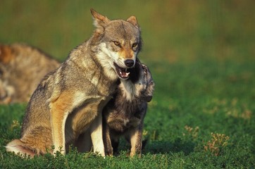 European Wolf, canis lupus, Mother with Pup