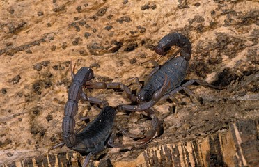 Scorpion, buthus sp., Adults Fighting