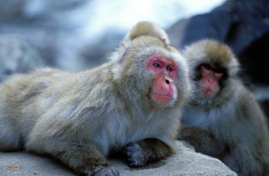Japanese Macaque, macaca fuscata, Hokkaido Island in Japan