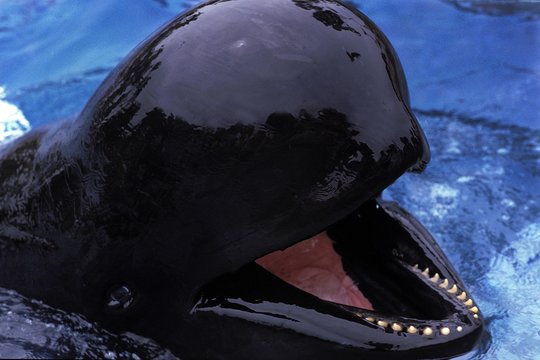 Long-Finned Pilot Whale, Globicephala Melaena With Open Mouth