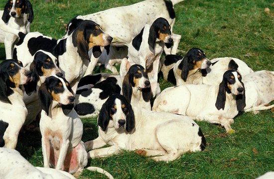Ariegeois Houd, Pack of Dogs