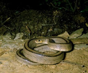 Ladder Snake, elaphe scalaris