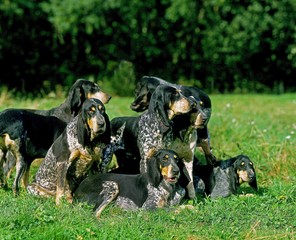 Great Blue Gascony Hound
