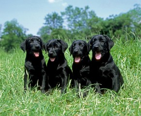 Black Labrador Retriever, Pup sitting on Grass