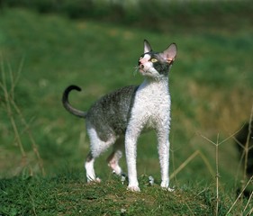 Cornish Rex Domestic Cat