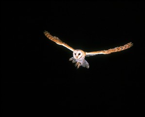 Barn Owl, tyto alba, Adult in Flight