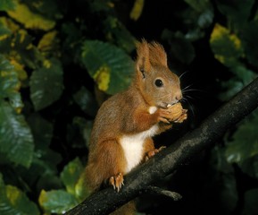 Red Squirrel, sciurus vulgaris, Adult standing on Branch, Eating Walnut