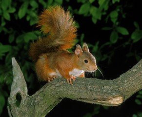 Red Squirrel, sciurus vulgaris, Male standing on Branch