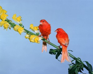 Red Canary, serinus canaria - obrazy, fototapety, plakaty