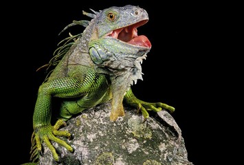 Green Iguana, iguana iguana, Defensive Posture, with Open Mouth