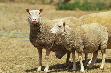 Naklejka na ściany i meble Charmois Domestic Sheep, a French Breed