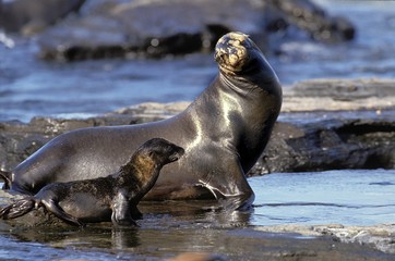 Galapagos Fur Seal, arctocephalus galapagoensis, Mother and Pup, Galapagos Islands