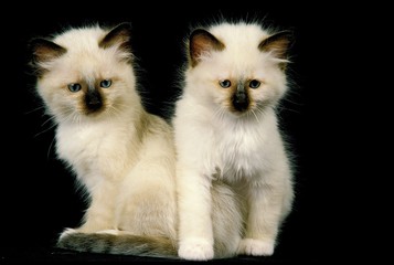 Birmanese Domestic Cat, Kitten sitting against Black Background