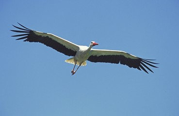 White Stork, ciconia ciconia in flight