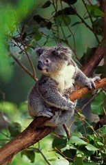 Koala, phascolarctos cinereus, Adult standing on Branch