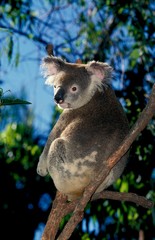Koala, phascolarctos cinereus, Adult standing on Branch