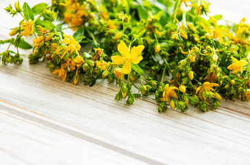 Yellow Saint Johns wort flowers on white wooden backdrop.  Wild flower.