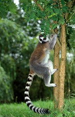 Ring Tailed Lemur, lemur catta, Adult climbing down Tree