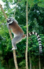 Naklejka premium Lemur katta, lemur catta, dorosły schodząc z drzewa