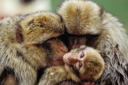 Barbary Macaque, macaca sylvana, Group Grooming