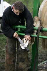 Blacksmith With Percheron Horse, Trimming Hoof with Rasp