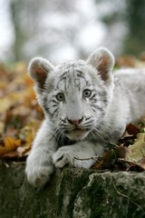 White Tiger, panthera tigris, Cub