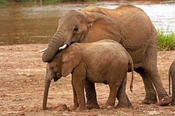 African Elephant, loxodonta africana, Young with Calf in Masai Mara Park, Kenya