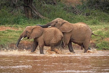 African Elephant, loxodonta africana, Youngs playing in River, Masai Mara Park in Kenya
