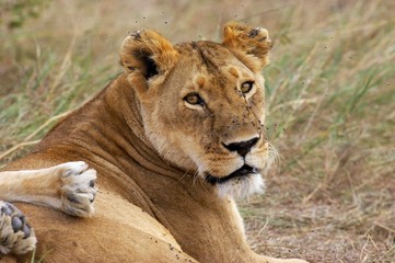 Obraz na płótnie Canvas African Lion, panthera leo, Female, Masai Mara Park in Kenya