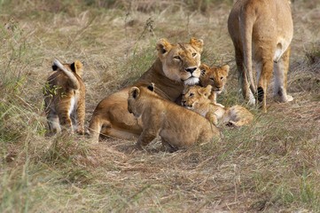 African Lion, panthera leo, Mother with Cub, Masai Mara Park in Kenya